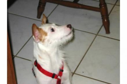 Today My Dog was Put to Sleep